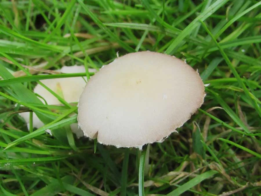 Pale Brittlestem cap