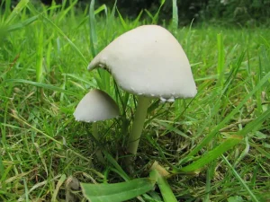 Pale Brittlestem gallery 2
