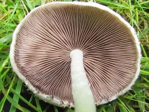 Pale Brittlestem gallery 3