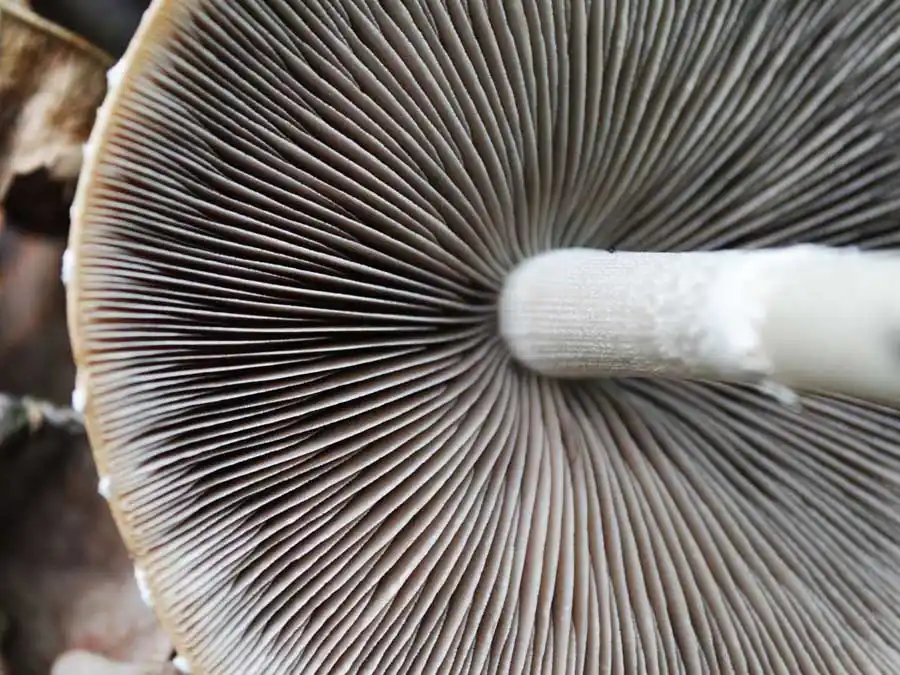 Pale Brittlestem gills