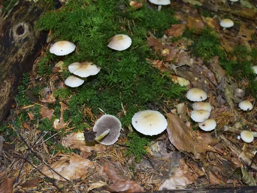 Pale Brittlestem habitat