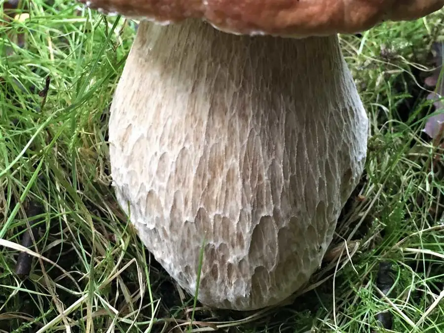 Penny Bun stem