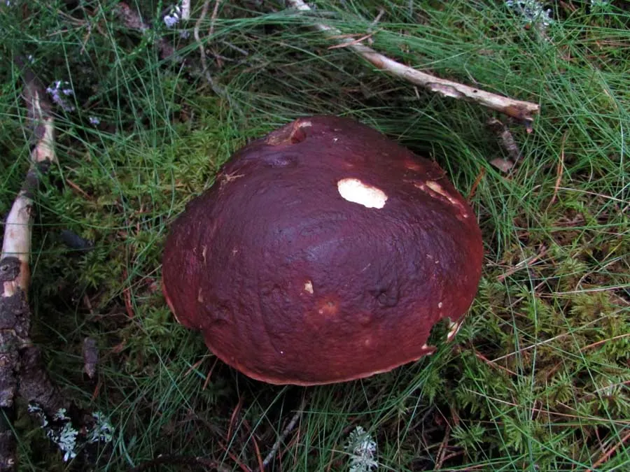 Pine Bolete cap