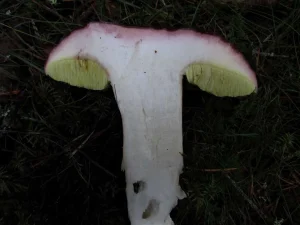 Pine Bolete flesh
