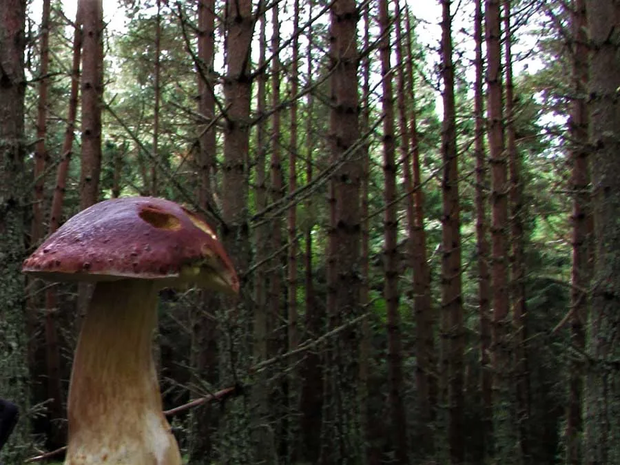 Pine Bolete habitat