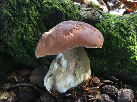 Pine Bolete possible confusion