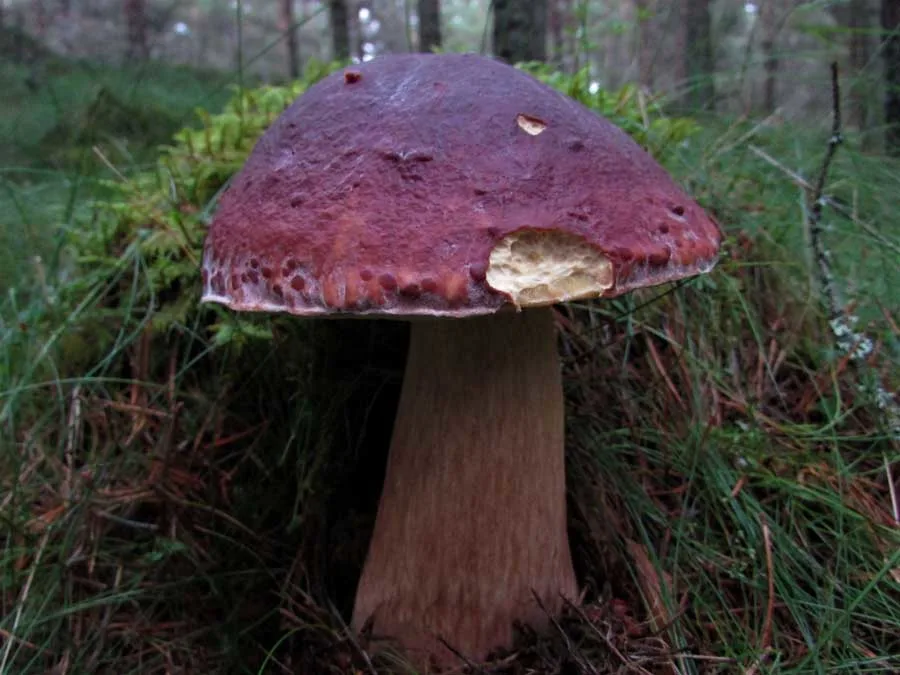 Pine Bolete