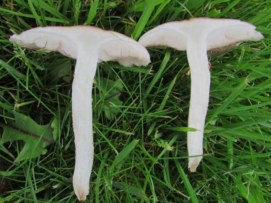 Poplar Fieldcap flesh