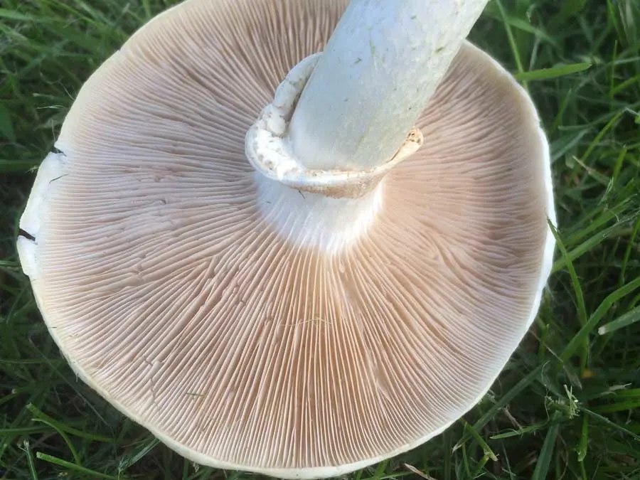 Poplar Fieldcap gills