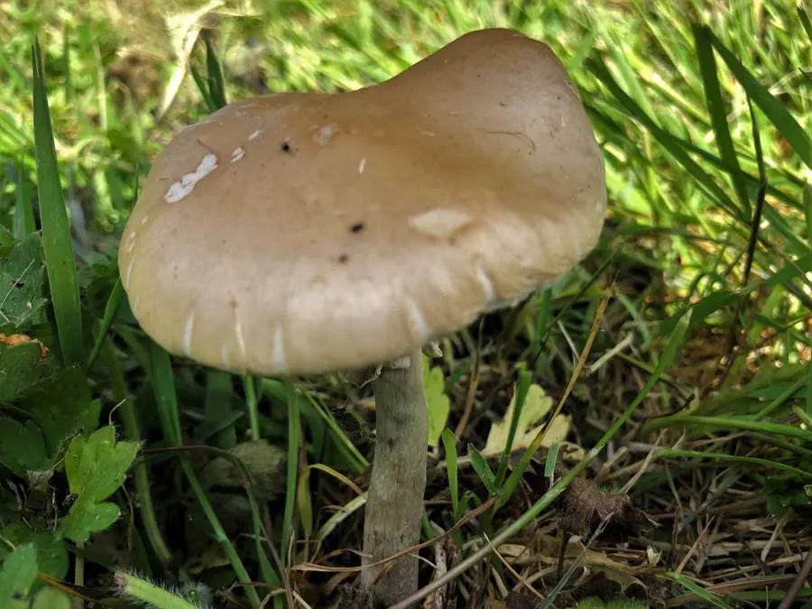 Poplar Fieldcap possible confusion