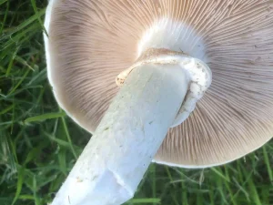 Poplar Fieldcap stem