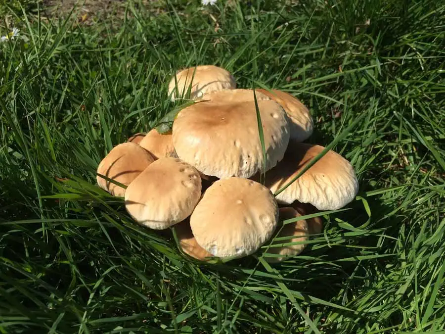 Poplar Fieldcap