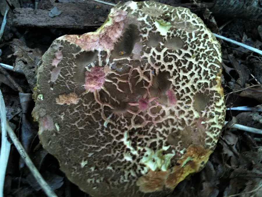 Red Cracking Bolete cap