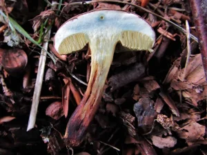 Red Cracking Bolete flesh