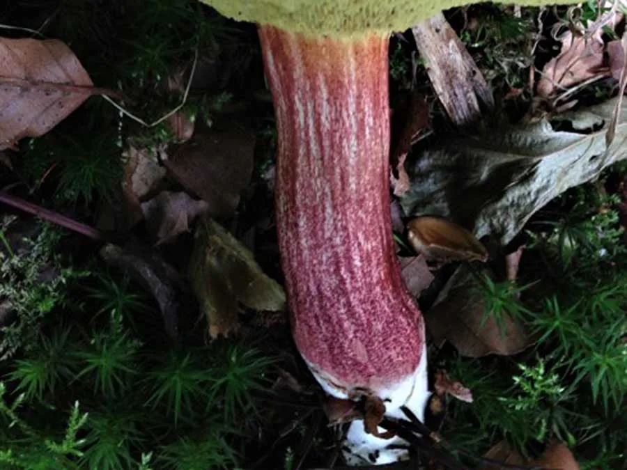Red Cracking Bolete stem