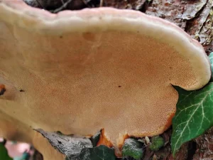 Redbelted Bracket fruiting body