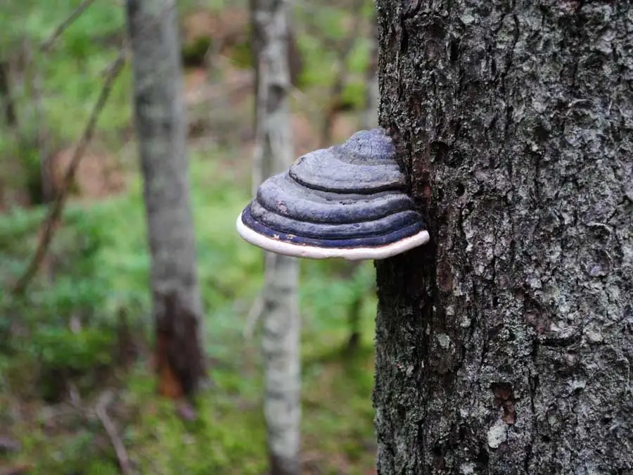 Redbelted Bracket habitat