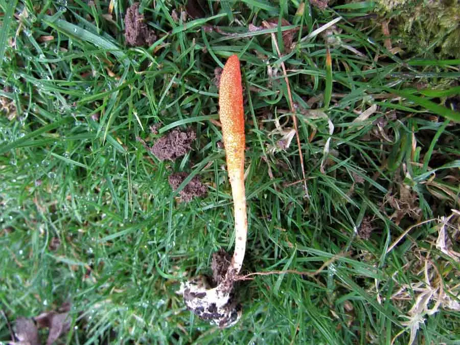 Scarlet Caterpillarclub