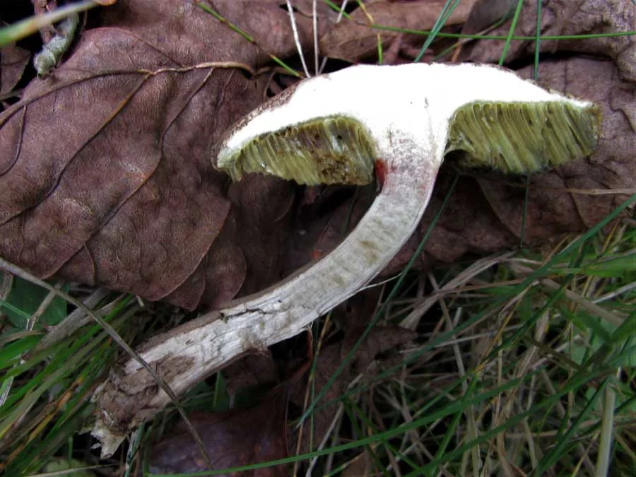 Sepia Bolete flesh