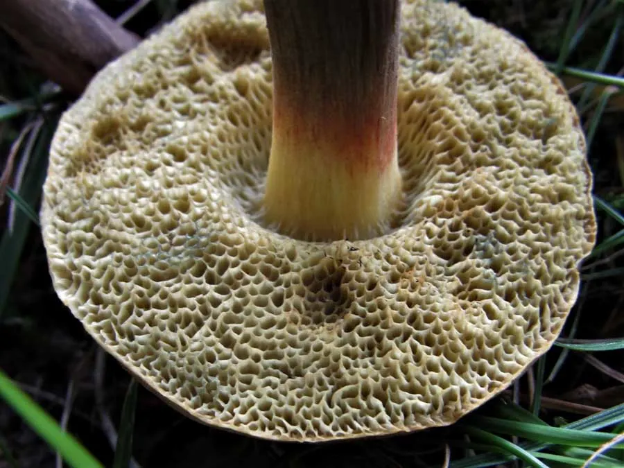 Sepia Bolete pores
