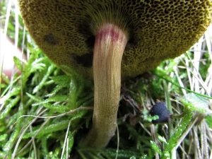 Sepia Bolete stem