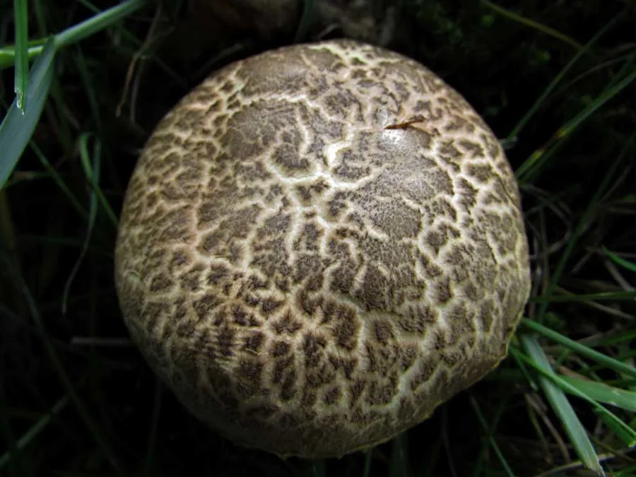 Sepia Bolete