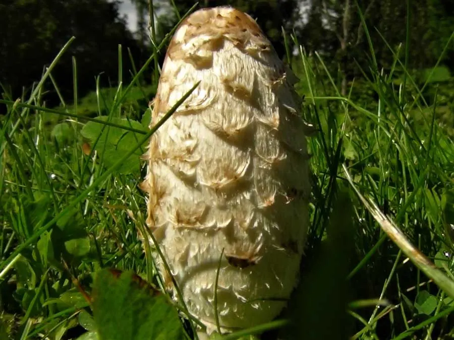 Shaggy Inkcap cap