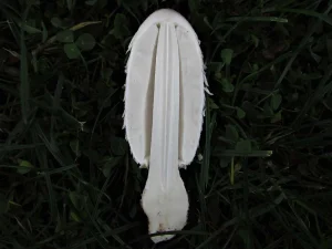 Shaggy Inkcap flesh