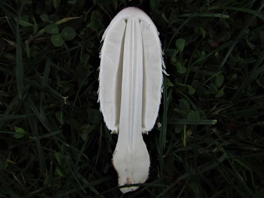 Shaggy Inkcap flesh