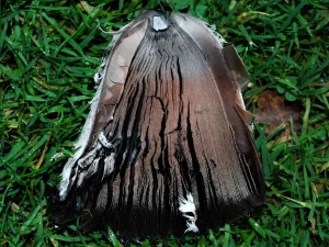 Shaggy Inkcap gills