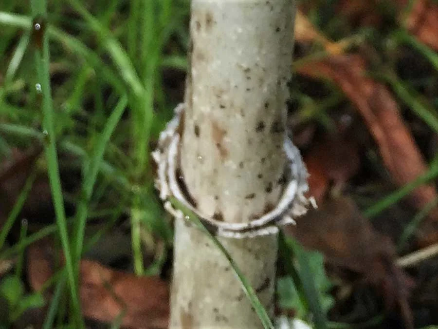 Shaggy Inkcap skirt