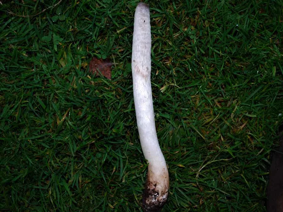Shaggy Inkcap stem