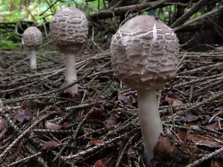 Shaggy Parasol
