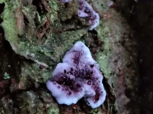 Silverleaf Fungus gallery