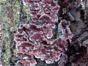 Silverleaf Fungus gallery