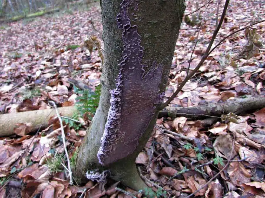 Silverleaf Fungus habitat
