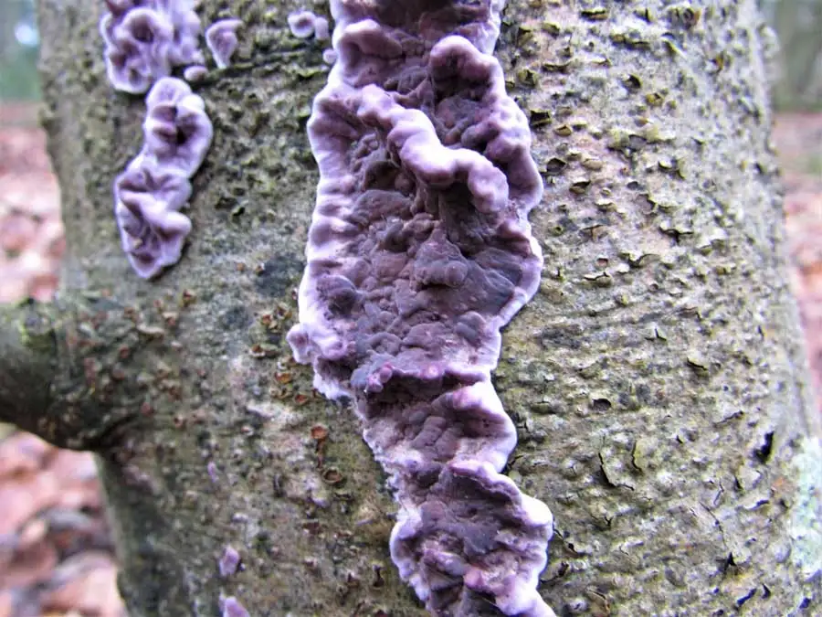 Silverleaf Fungus