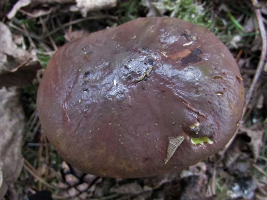 Slippery Jack cap