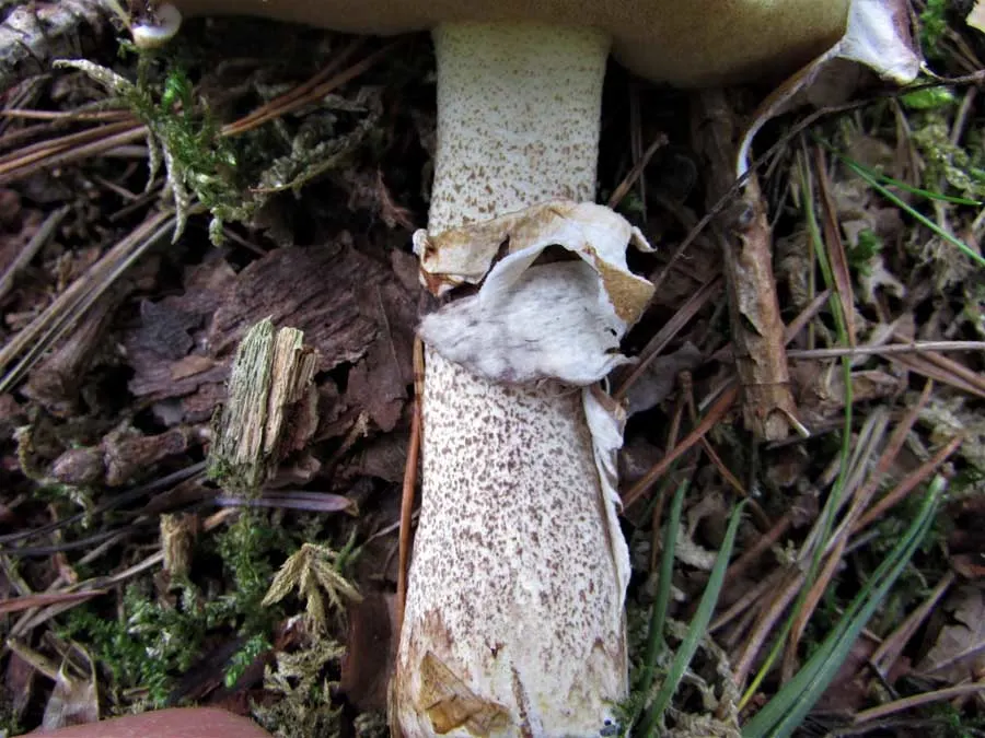 Slippery Jack stem