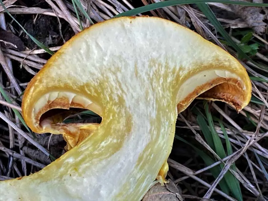 Spectacular Rustgill flesh