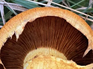 Spectacular Rustgill gills