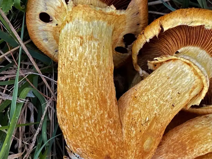 Spectacular Rustgill stem