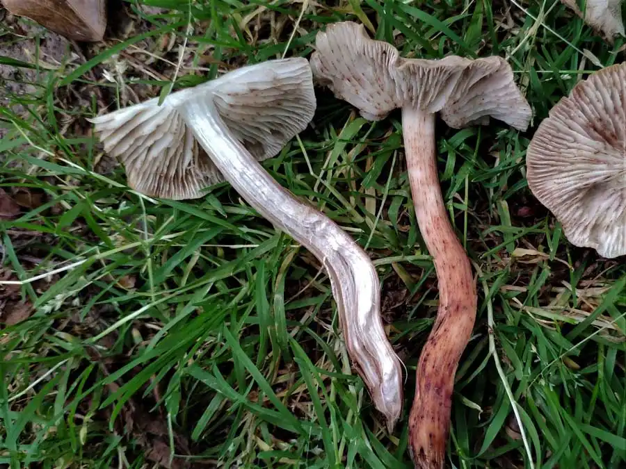 Spindle Toughshank flesh