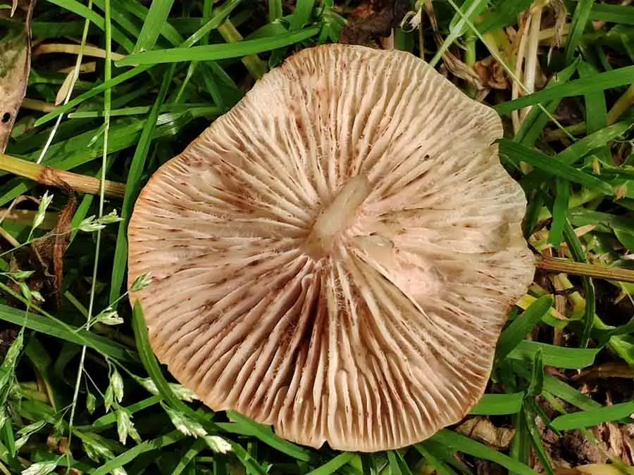 Spindle Toughshank gills