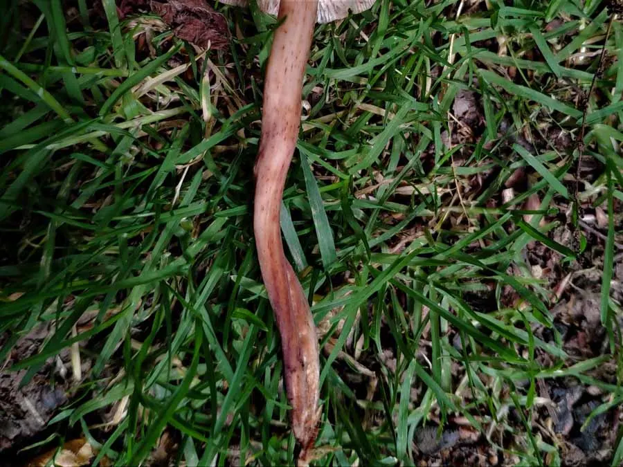 Spindle Toughshank stem