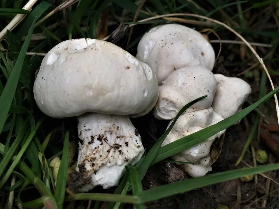 St. George’s Mushroom