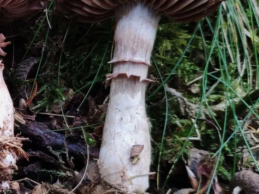Stocking Webcap stem