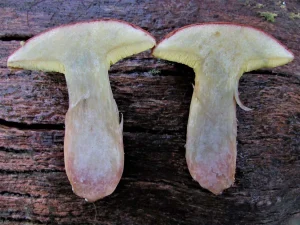 Suede Bolete flesh