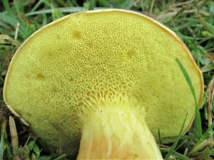 Suede Bolete pores