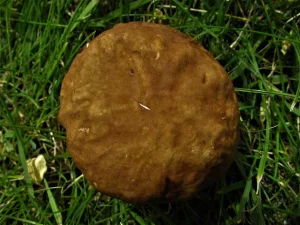 Summer Bolete cap